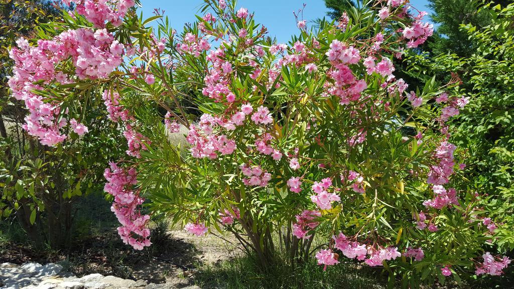 Bed and Breakfast Lamanderie En Provence Alleins Номер фото